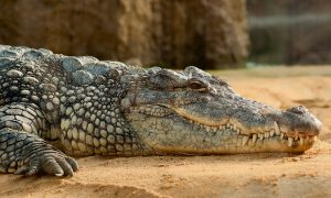 nile-crocodile-245013-300x180.jpg