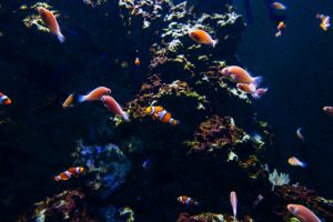 photo-of-fishes-underwater-3311089-300x200.jpg