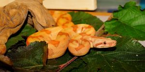 snake-1710073-300x148.jpg