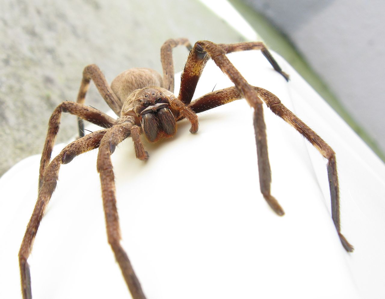 1280px-sparassidae_palystes_castaneus_mature_female_9923s-1540782088840.jpg