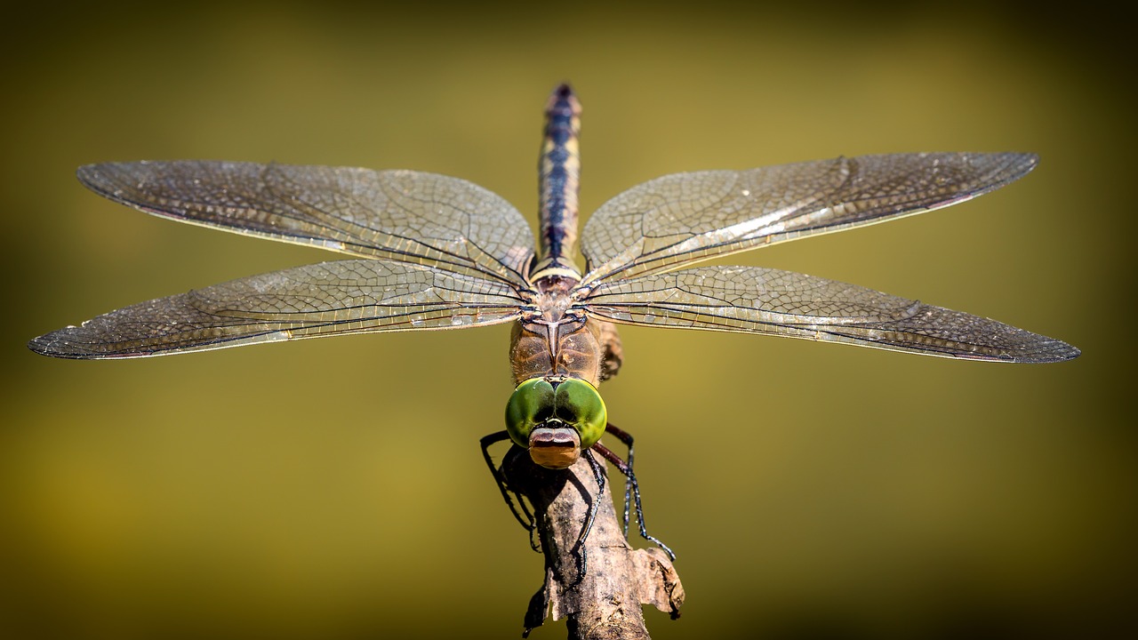 dragonfly-3456317_1280-1542310295956.jpg