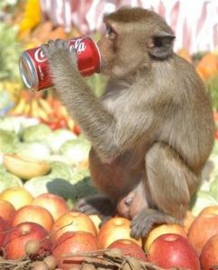 Monkey_Buffet_Lopburi_02-242x300.jpg