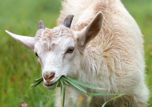 goat-1596880-300x212.jpg