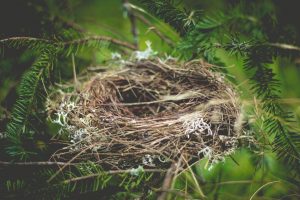 nest-918898-300x200.jpg