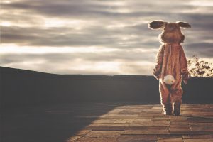 rabbit-542554-300x200.jpg
