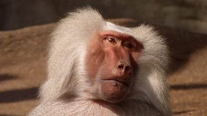baboon-174073-300x169.jpg