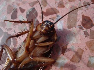 cockroach-15093-300x225.jpg