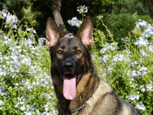 german-shepherd-232393-1-300x225.jpg
