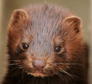 mink-934581-300x276.jpg