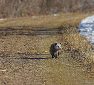 opossum-3861107-300x271.jpg