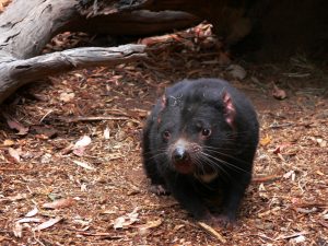 tasmanian-devil-164509-300x225.jpg