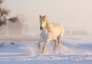 white-horse-3010129-300x210.jpg