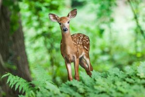 wildlife-1367217-300x200.jpg