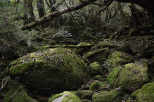 yakushima-island-1030459-300x200.jpg