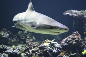 blacktip-1294753-300x199.jpg