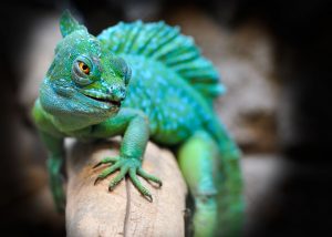 reptile-2042906-1-300x214.jpg