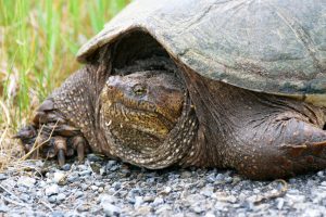 reptile-2659889-300x200.jpg