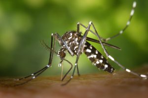 tiger-mosquito-49141-300x199.jpg