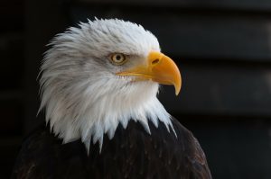 bald-eagles-341898_1920-300x199.jpg