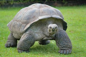 turtle-4222815_1920-300x199.jpg