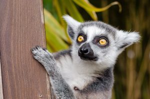 lemur-1045220-300x199.jpg