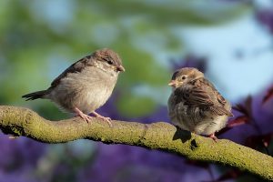 animal-3434123-300x200.jpg