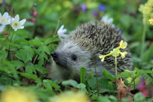 hedgehog-548335_1920-300x200.jpg