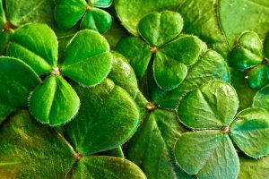 shamrocks-2139855-300x200.jpg
