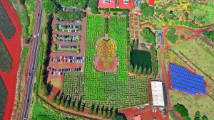 1280px-Dole_Pineapple_Maze_16280409675-300x169.jpg