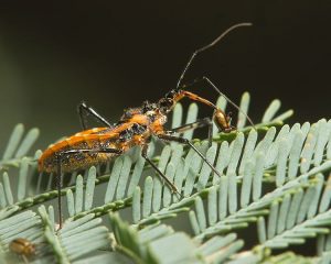 750px-Gminatus_australis_with_Beetle-300x240.jpg