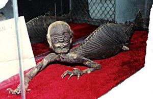 Mermanarkansas-300x194.jpg