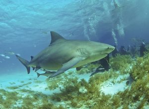 800px-Bullshark_Bahamas2-300x221.jpg