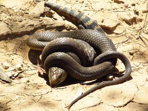 800px-Eastern_Brown_Snake_eating_an_Eastern_Blue_tongue._8235985873-300x225.jpg
