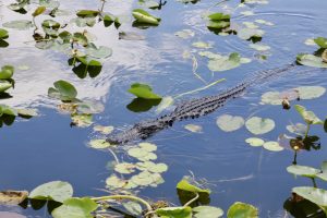 alligator-4505575-300x200.jpg