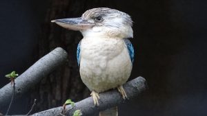 animals-2705941-300x169.jpg