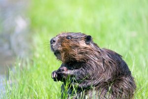beaver-1448389-300x201.jpg