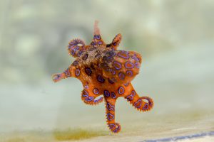blue-ringed-octopus-2414408-300x200.jpg