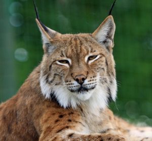 bobcat-165190-300x278.jpg