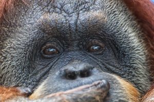 monkey-3775130-300x200.jpg