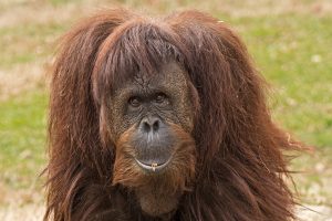 primate-455863-300x200.jpg