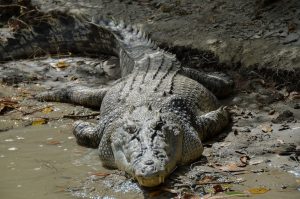 saltwater-crocodile-4124182-300x199.jpg