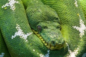 snake-540656-300x200.jpg