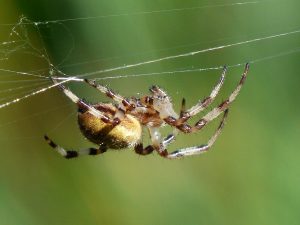 spider-177359-300x225.jpg