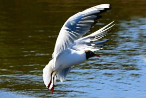 tern-4206173-300x201.jpg