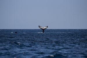 whale-1118876-300x200.jpg