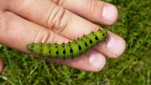 800px-Caterpillar_Emperor_Moth_3785576735-300x169.jpg