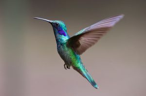 hummingbird-2139279-300x198.jpg
