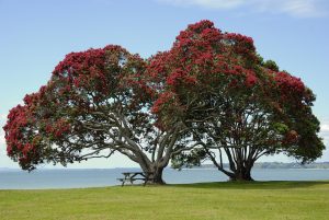 tree-141884-300x201.jpg
