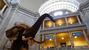 1917px-Elephant_-_National_Museum_of_Natural_History_Washington_30302947217-300x169.jpg
