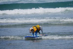 800px-Del_Mar_Surf_Dogs_48399853896-300x200.jpg